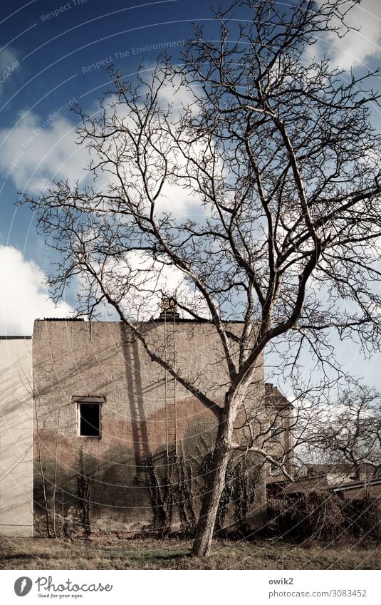 Falkenberg, mon amour Sky Clouds Beautiful weather Tree Grass Bushes Garden Brandenburg Germany Small Town Downtown House (Residential Structure) Ruin