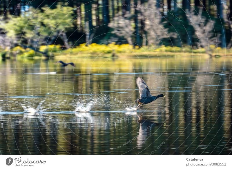 The coot runs on the water surface and takes off Nature Animal Wild animal Bird Coot Flying Speed swift Running Water Drops of water Lake Plant Grass trees