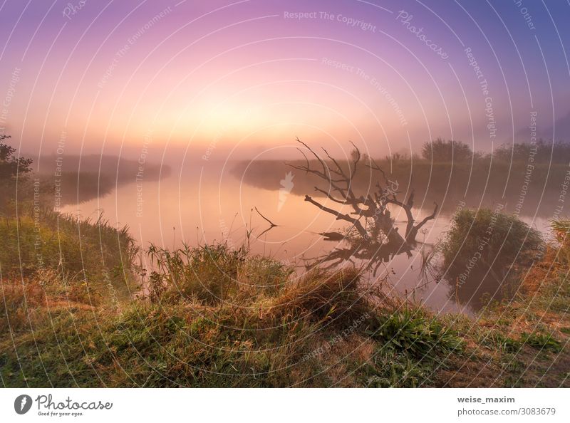 Old fallen dry oak laying in water towards sunrise Vacation & Travel Tourism Trip Adventure Freedom Summer Environment Nature Landscape Plant Sky Clouds Sunrise