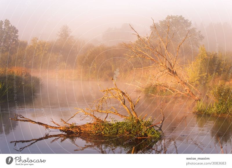 Old dry oaks laying in water. Autumn foggy rural sunrise Beautiful Vacation & Travel Tourism Trip Adventure Far-off places Freedom Summer Summer vacation