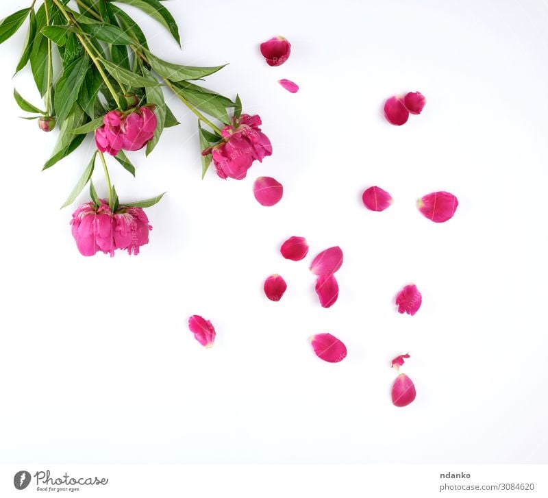 red blooming peonies with green leaves Design Beautiful Summer Decoration Feasts & Celebrations Wedding Nature Plant Flower Leaf Blossom Bouquet Love Fresh