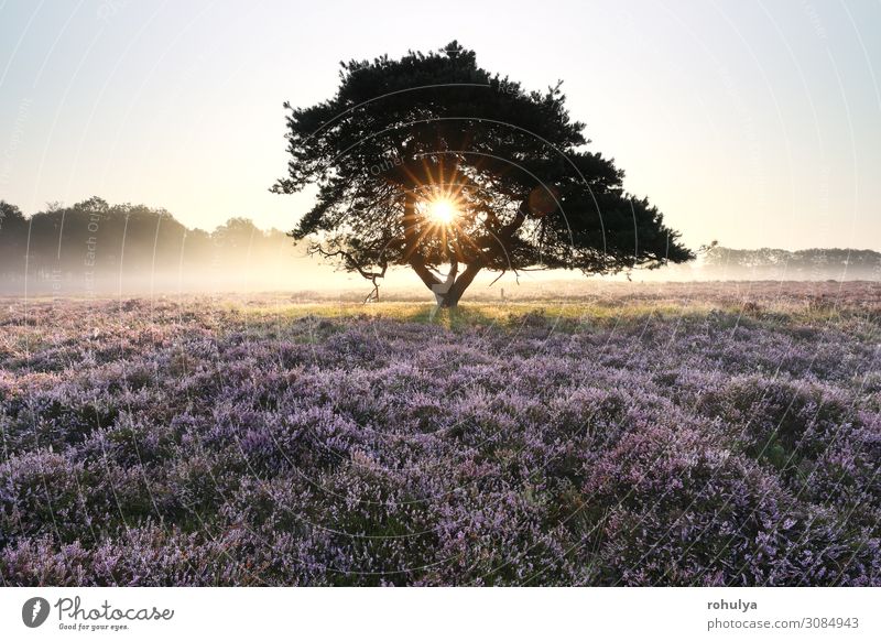 morning sunshine through pine tree in mist Summer Sun Nature Landscape Plant Sky Beautiful weather Fog Tree Flower Growth Wild Yellow Gold Pink Mountain heather