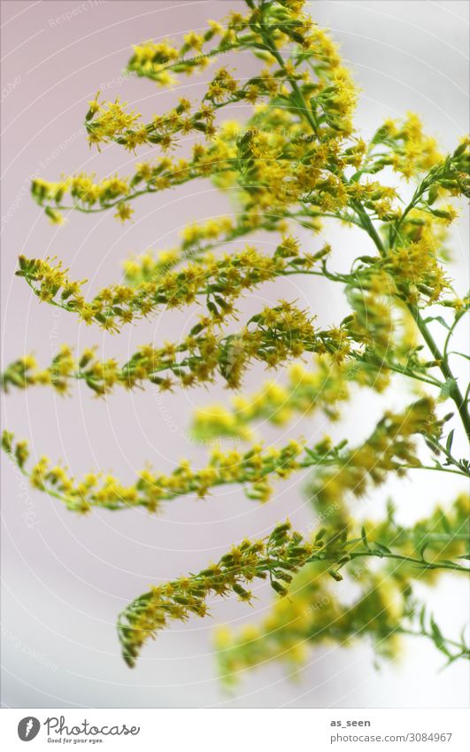 goldenrod Wellness Interior design Decoration Environment Nature Plant Summer Autumn Blossom Wild plant Solidago canadensis Garden Bouquet Blossoming Yellow