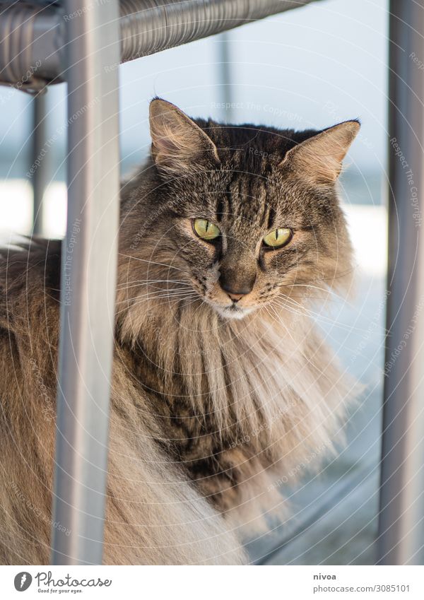 Norwegian Forest Cat Joy Leisure and hobbies Nature Beautiful weather Balcony Terrace Garden chair Animal Pet Animal face Pelt 1 Observe Catch Sit Brash Free