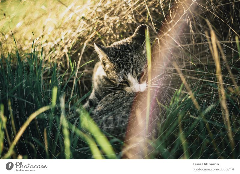 Cat #1 Sunlight Grass Animal Pet Cleaning Cute Ease Lens flare Allgäu Farm Colour photo Multicoloured Exterior shot Close-up Deserted Copy Space left