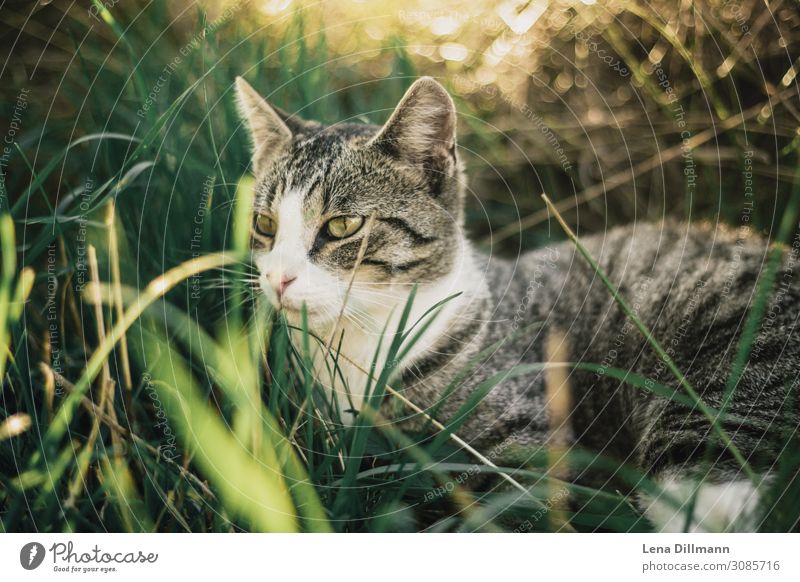 Cat #2 Nature Grass Meadow Animal Pet 1 Relaxation Allgäu Farm Pasture Colour photo Multicoloured Exterior shot Close-up Deserted Copy Space left