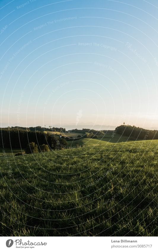 Allgaeu #2 Environment Nature Landscape Animal Sky Cloudless sky Horizon Sunrise Sunset Sunlight Spring Summer Autumn Beautiful weather Grass Meadow Field Alps