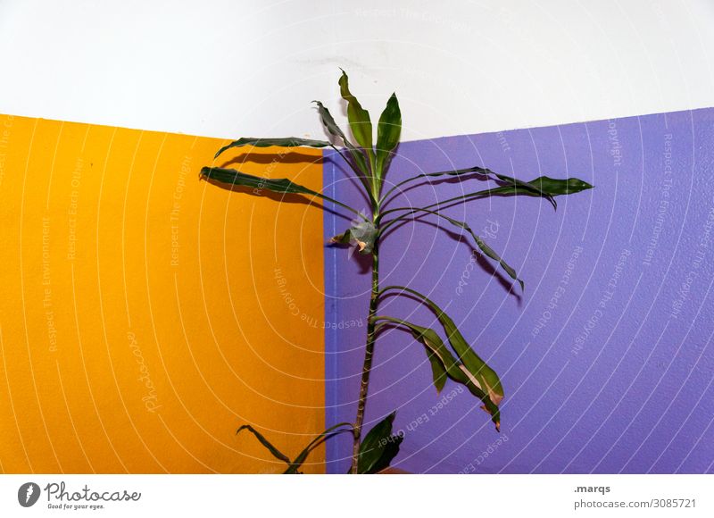 plant Plant Foliage plant Rubber tree Wall (barrier) Wall (building) Trashy Violet Orange White Colour Sustainability Colour photo Interior shot Deserted