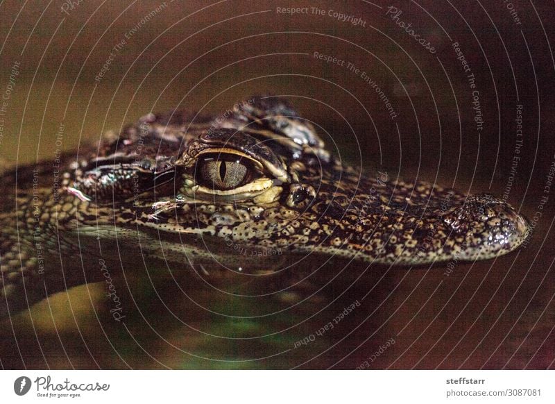 Baby Crocodile lizard known as Crocodylinae Nature Animal Animal face 1 Baby animal Brown Dangerous Reptiles young hatchling Saurians herp herpetology