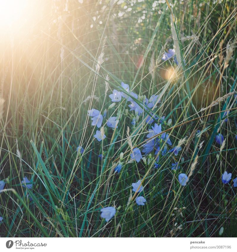 happiness and grass Nature Elements Sunlight Summer Beautiful weather Warmth Flower Grass Coast North Sea Friendliness Happy Near Blue Gold Green