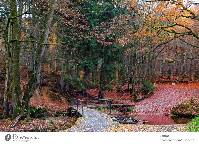 reddish forest in autumn with bridge Forest Bridge Autumn Nature Landscape Climate Tree Leaf Brook Mountainous area Eifgenbach Deserted Wooden bridge