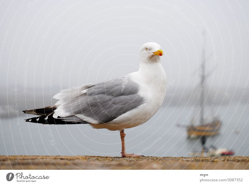 One legged seagull in fog on wall in St. Malo in Brittany with ship in background Seagull Gull birds One-legged Bird Sea bird Ocean coast Fog Shroud of fog