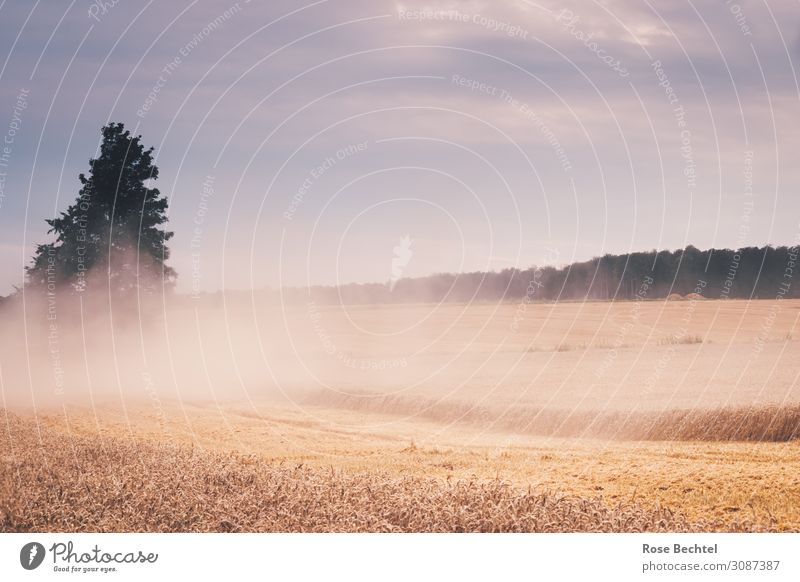 Grain harvest Agriculture Forestry Landscape Summer Climate change Warmth Field Hot Dry Yellow Environmental pollution Dust Cloud of dust Harvest Grain field