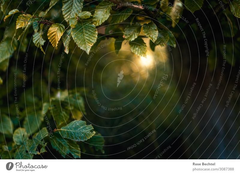 A ray of hope in the forest Nature Plant Summer tree Forest Breathe Hiking Fresh Healthy Safety (feeling of) Calm Loneliness Relaxation Belief