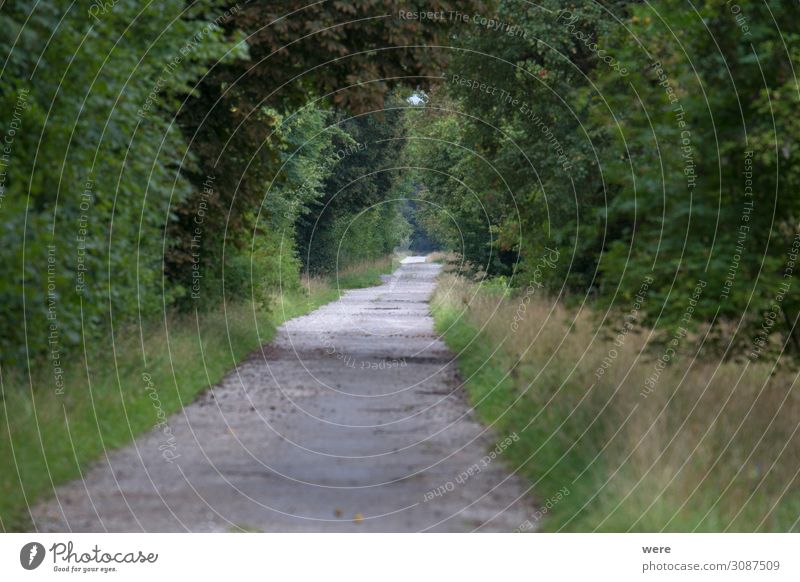 small road between bushes with shallow depth of field Nature Lanes & trails Hiking country road Shallow depth of field Small path copy space forest idyllic