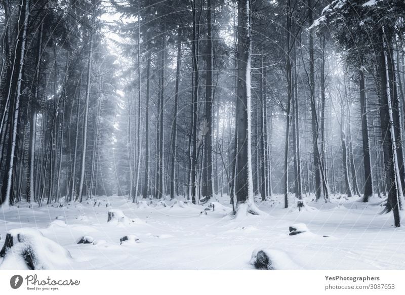 Winter forest scenery. Snowy trees. Hiking Christmas & Advent Nature Landscape Fog Ice Frost Snowfall Tree Park Forest Dream Blue Perspective Bad Wildbad