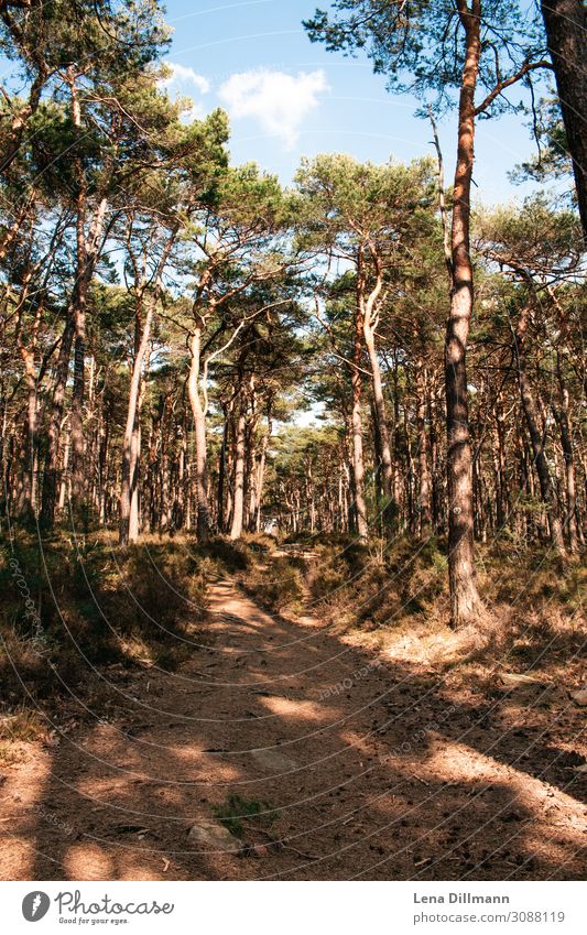 Palatinate Forest Germany Palatinate forest palatinate southern Palatinate Day Shadow Jawbone Portrait format variegated