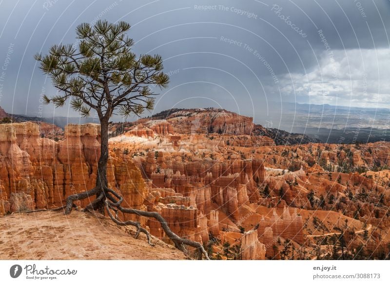 adherence Vacation & Travel Far-off places Nature Landscape Storm clouds Climate Climate change Tree Coniferous trees Spruce Stone pine Root Rock Canyon Desert