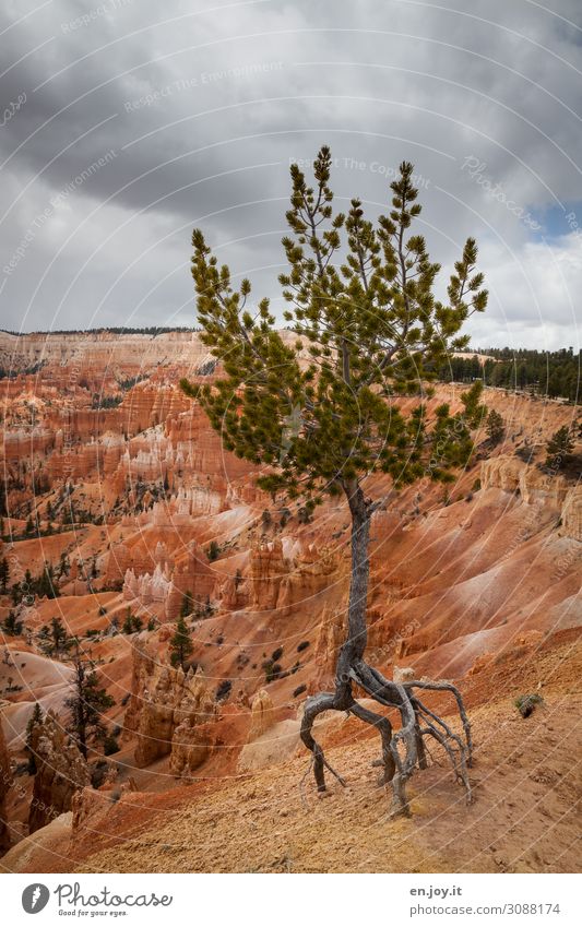 ballet dancer Vacation & Travel Nature Landscape Storm clouds Climate Climate change Tree Stone pine Spruce Coniferous trees Root Rock Canyon Desert