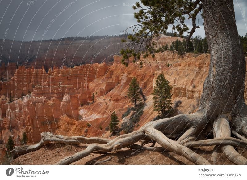 how much longer? Vacation & Travel Trip Far-off places Nature Landscape Plant Storm clouds Horizon Tree Stone pine Spruce Coniferous trees Root Tree trunk Rock