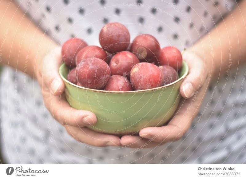 Female hands holding a green bowl with red plums Food fruit Plum Nutrition Bowl Feminine Woman Adults by hand Fingers 1 Human being 45 - 60 years To hold on