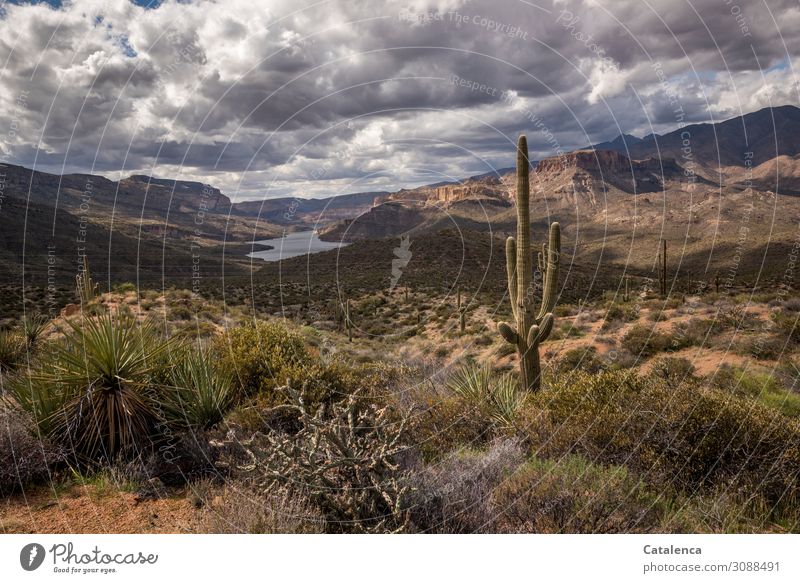 Spines and thorns Trip Far-off places Freedom Hiking Landscape Sky Clouds Horizon Bad weather Plant Bushes Prickly bush Cactus Saguaro cactus Mountain Lake