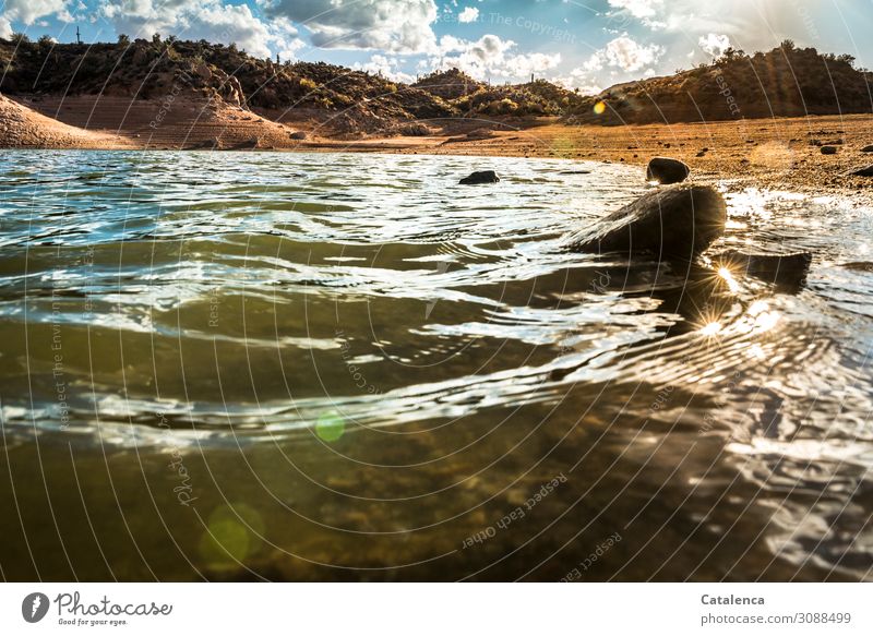 Bathing weather at the lake in the desert Sun Beach Waves Hiking Landscape Animal Sand Water Sky Clouds Sunlight Plant Bushes Cactus Wild plant Hill Lakeside