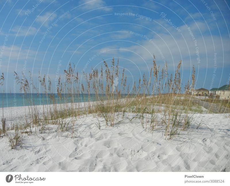 Beach in Florida Wellness Vacation & Travel Tourism Trip Summer vacation Ocean Plant Grass Foliage plant Coast Lakeside Swimming & Bathing Dream Beautiful Blue