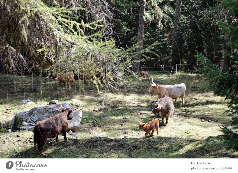 Engadine highland cattle Landscape Plant Animal Meadow Forest National Park Switzerland Farm animal Wild animal Highland cattle Group of animals Stand Climate