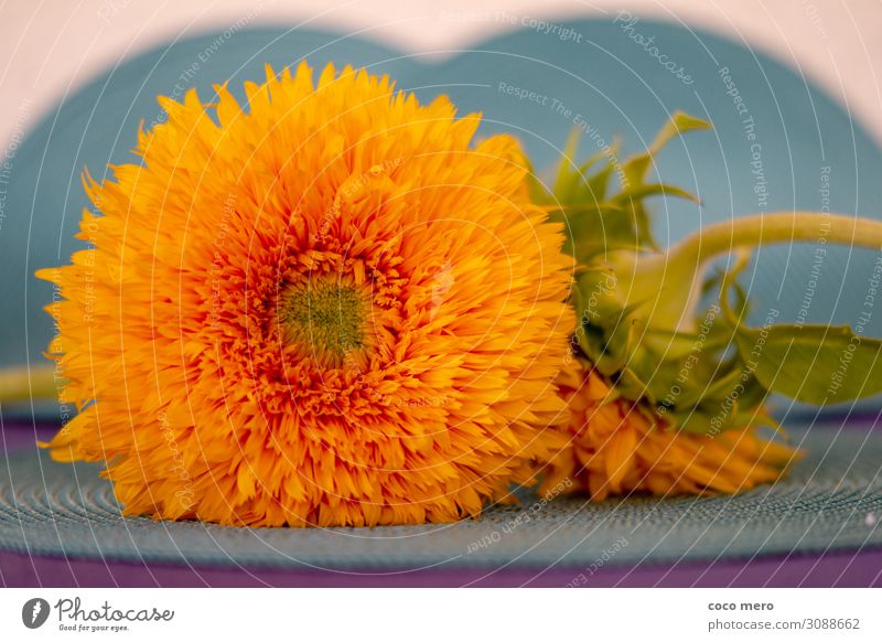 Sunflower Teddy Bear Decoration Plant Blossom Blossoming Happiness Yellow Orange Turquoise Joie de vivre (Vitality) Colour Wellness Colour photo Multicoloured