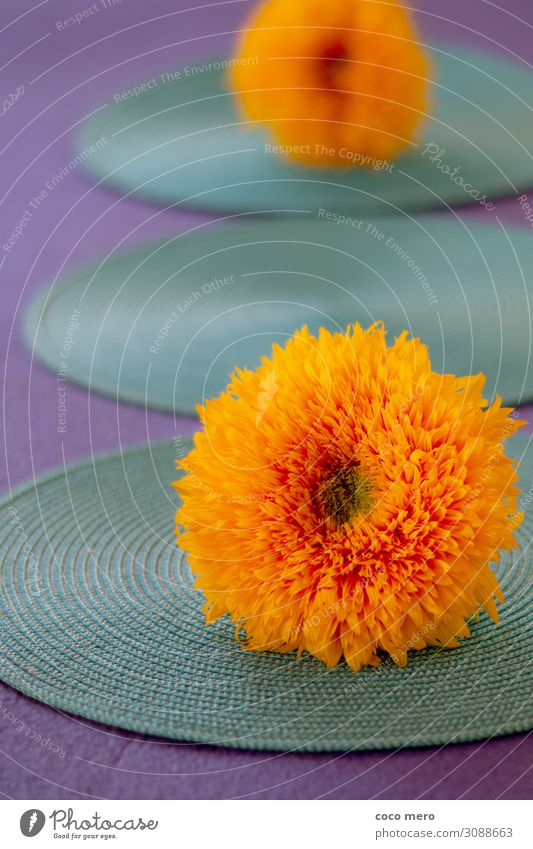 Sunflower II Harmonious Relaxation Calm Meditation Living or residing Decoration Plant Blossom Dream Fresh Warmth Yellow Violet Orange Turquoise Happiness