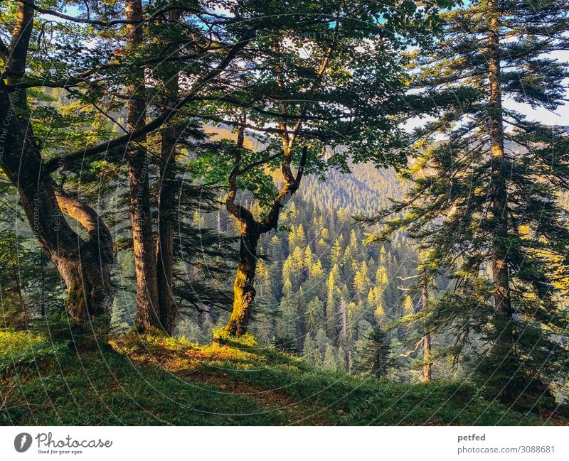 The forest like a painting Nature Sunlight Summer Tree Forest Mountain Retro Beautiful Brown Yellow Green Calm Design Uniqueness Peace Idyll Art Moody