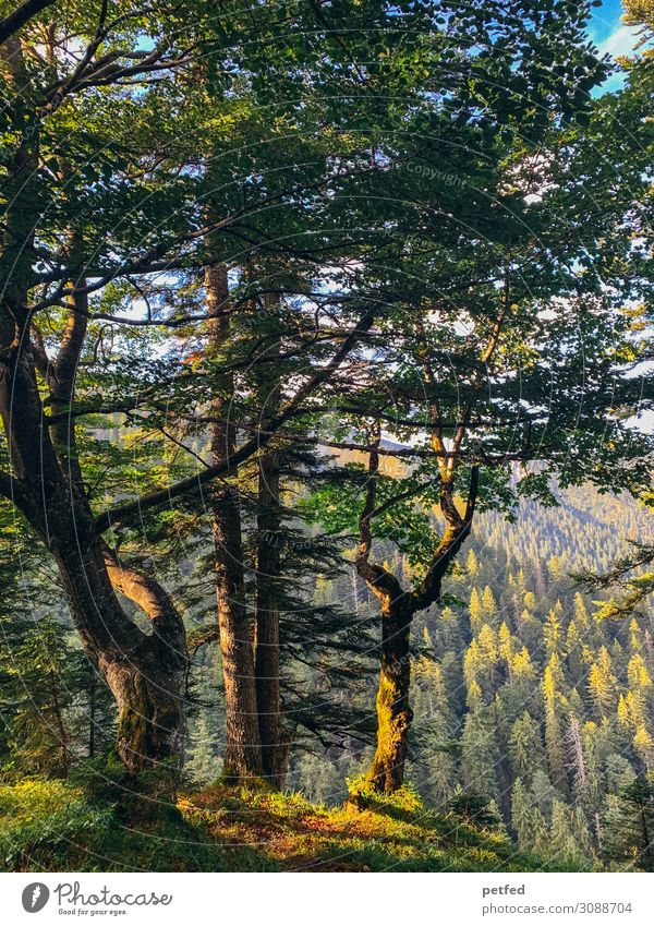 The forest like a painting II Animal Summer Tree Forest Mountain Old Large Brown Green Beautiful Calm Design Loneliness Uniqueness Relaxation Idyll Nature Moody