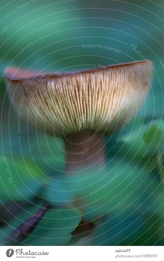 slats Environment Nature Plant Wild plant Mushroom cap Slat blinds Forest Growth Brown Green Autumn Colour photo Exterior shot Macro (Extreme close-up) Deserted