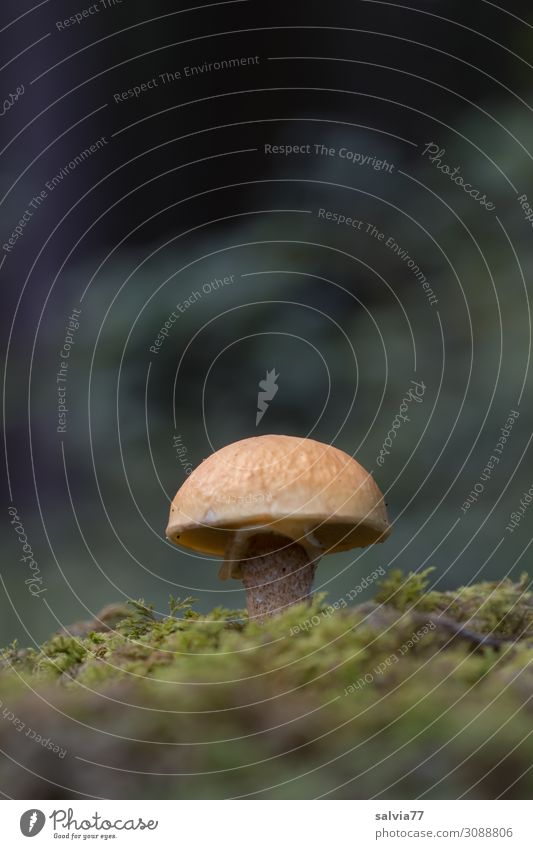 Mushroom in moss Nature Plant Moss Woodground Autumn Mushroom cap Forest Shallow depth of field Close-up naturally Worm's-eye view Copy Space top Green Growth