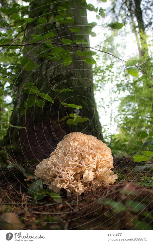 ruffle hen Environment Nature Plant Earth Sun Autumn Tree Leaf Wild plant edible mushroom Mushroom Tree trunk Forest Growth Exceptional Bizarre Uniqueness