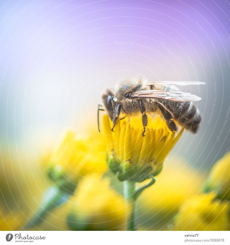 valuable | Honey Bee Environment Nature Plant Animal Summer Autumn Flower Blossom Pot plant Chrysanthemum Garden Farm animal Wing Insect Working man Honey bee 1