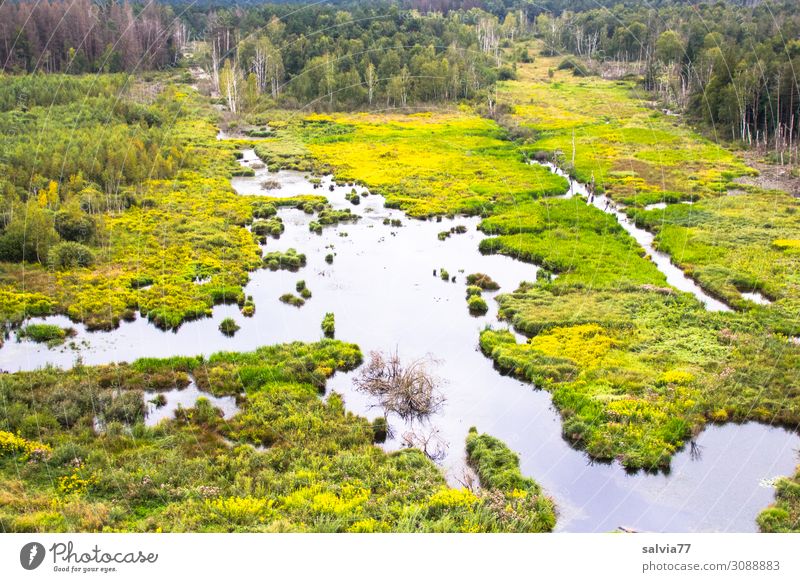 wetland Environment Nature Landscape Plant Water Foliage plant Tree Bushes Aquatic plant Bog Marsh Pond Brook Growth Environmental protection Change wetting