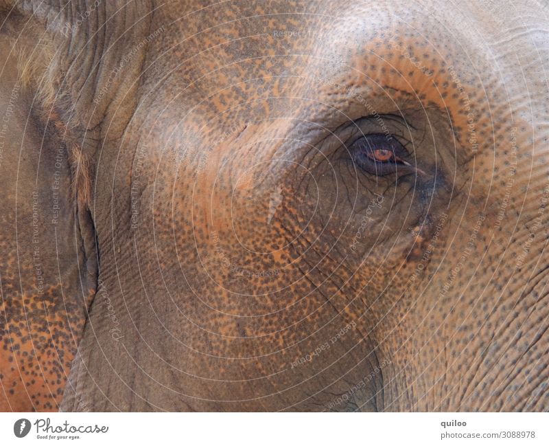 elephant eye Nature Animal Wild animal Elephant Elephant skin Elephant eye 1 Fat Glittering Large Curiosity Brown Sadness Concern Fear Colour photo