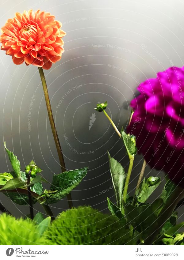 underwater_dahlias Autumn Plant Flower Leaf Blossom Blossoming Beautiful Gray Green Orange Pink Joie de vivre (Vitality) Uniqueness Discover Colour Friendship