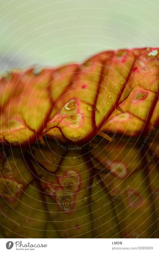 Reflection of a lily pad Water lily Water lily leaf Leaf Rachis Red Green Patch Blemish reflection Reflection in the water Environment Pond Symmetry Tattered