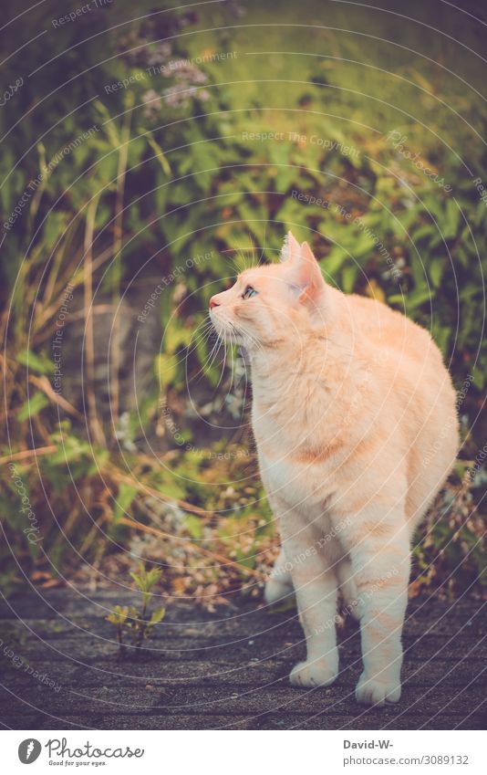 Cat observes environment Calm monitored observantly Pet Tabby cat especially already pretty Smooth