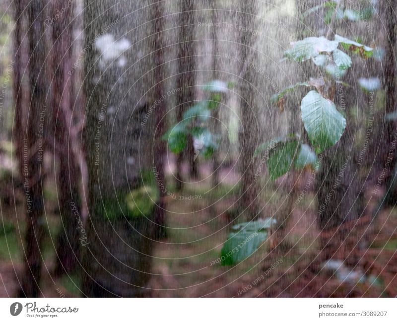 rainforest Nature Landscape Elements Water Drops of water Autumn Rain Tree Leaf Forest Authentic Cold Rainwater Beech tree Branch Allgäu Good deed Colour photo