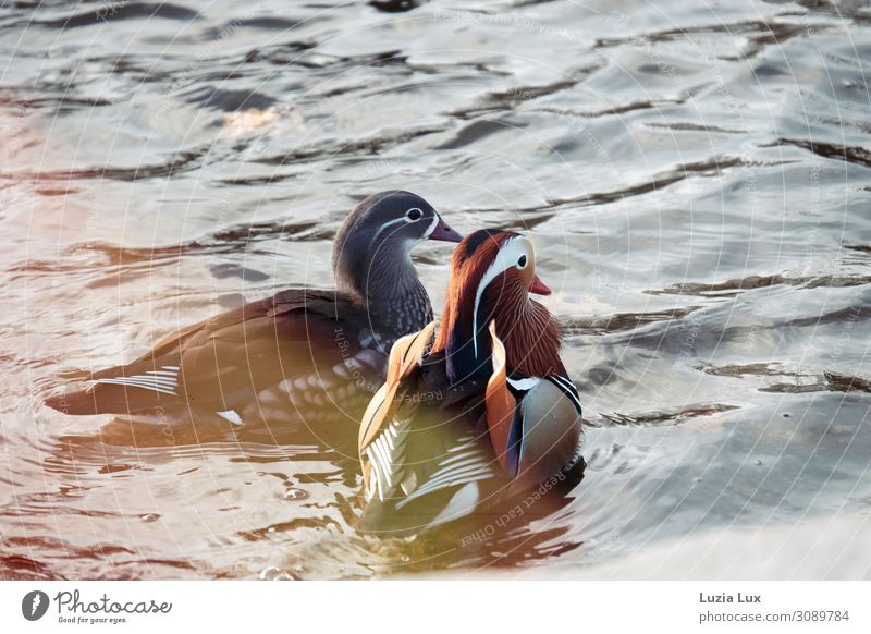 twosome Park Animal Bird 2 Bright Beautiful Cute Emotions Together Attachment Mandarin duck Pair of animals water Waves Light Subdued colour Exterior shot