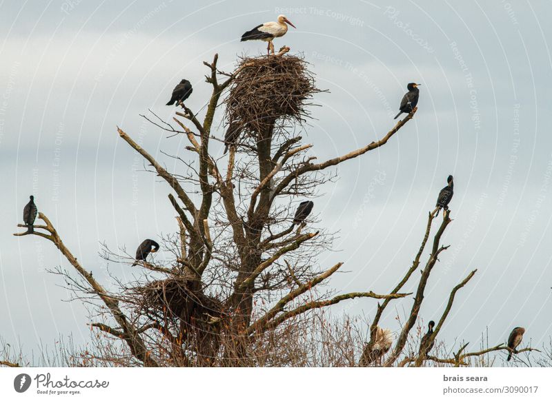 Birds in a tree. Beautiful Summer Science & Research Nature Animal Tree Wild animal Group of animals Flock Together Natural Black White Biologist orni