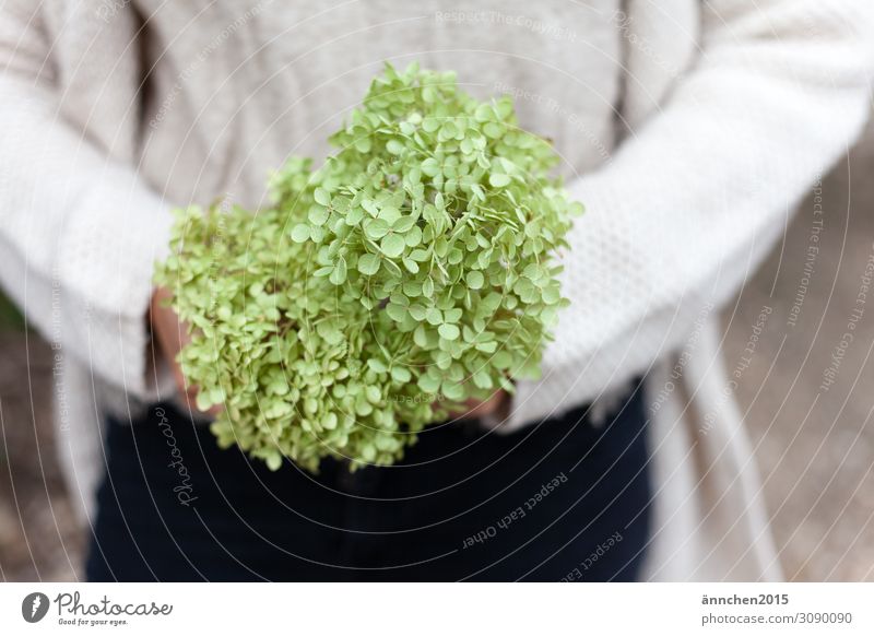 hydrangea Delicate Green Exterior shot Autumn Summer Nature stop Blossom Flower Plant Fragile Pick amass Bright Garden