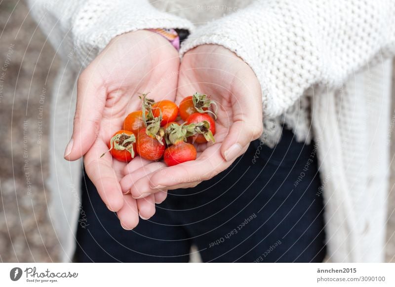 rose hips Fruit Rose hip Nature Accumulate Hand stop guard sb./sth. Autumn Red Orange Bright Exterior shot Detail