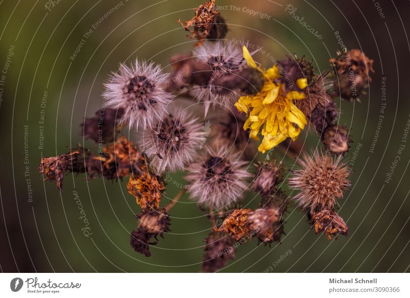 Flower to withered Environment Nature Plant Wild plant Transience Difference Limp Colour photo Close-up Macro (Extreme close-up) Deserted Shallow depth of field