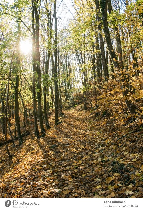 Palatinate Forest Anweiler Palatinate forest meanwhile triefels Nature Exterior shot Colour photo Tree Plant Deserted Landscape Trip Light Day Hiking Natural