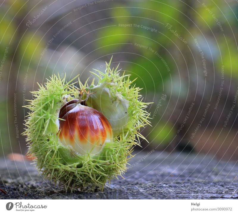 almost ripe sweet chestnut lies in the opened spiny shell on a tree trunk in the forest Environment Nature Plant Autumn Sheath Sweet chestnut Forest Lie